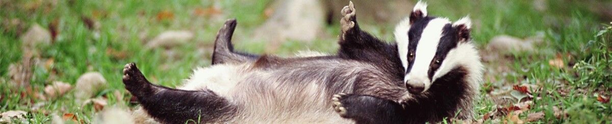 HappyBadger SFM MVS / Happy Barrsuk SFM MVS [2018, SFM, HMV, Anime, PMV, AMV, Anal, Oral, Compiling, Rough, Hardcore, Music, Cartoon, Hentai, Gaming, Overwatch, Interracial, Trap, Futanari, Web-DL] – Porn torrents download