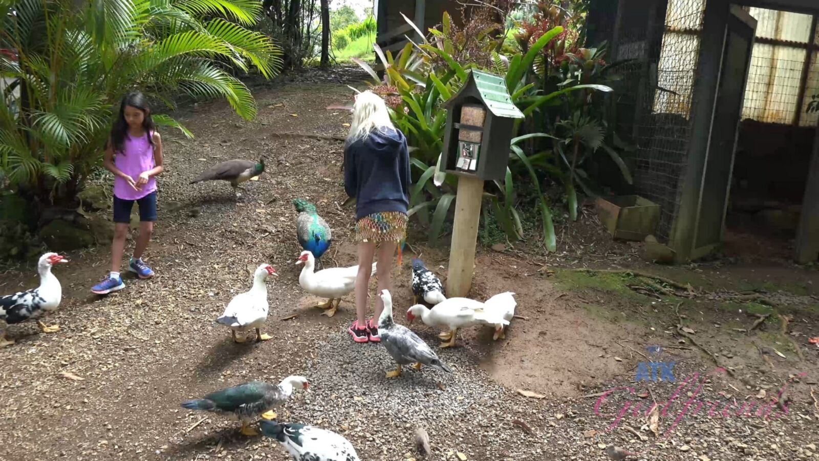 [2.54 GB] [ATKGIRLFRIENDS.COM] PIPER PERRI (Hawaii 5/7) [2016, POV, Blowjob, All Sex, 1080p] – Porn torrents download