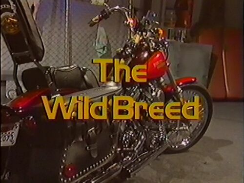 Wild Breed (Jim Enright, Sin City) [1995, All Sex, Anal, Facial, VOD] (Brittany O’Connell, Debi Diamond, J.B., J.R. Carrington, Jordan Lee, Steven St. Croix, Tom Byron TT Boy) – Porn torrents download